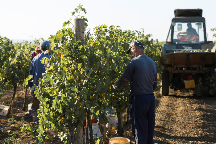 Encarregado de operações vinícolas / agrícolas no Douro